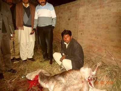 ACCUSED WITH SLAUGHTER DONKEY