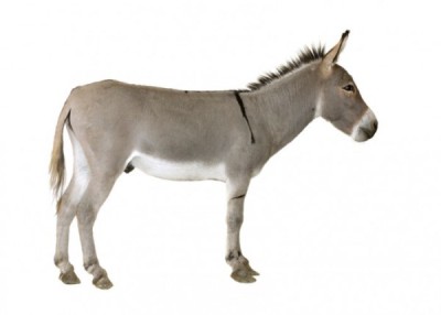 Donkey