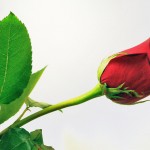 Red Rose