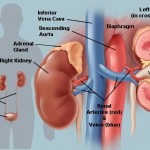 Kidney