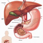 Kidney and Liver