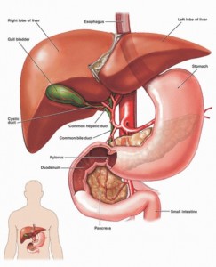 Kidney and Liver