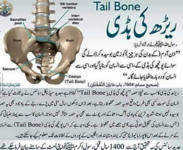 TailBone