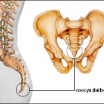 TailBone