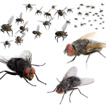 Flies