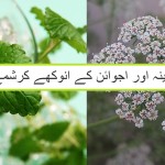 Mint drink and Ajwain