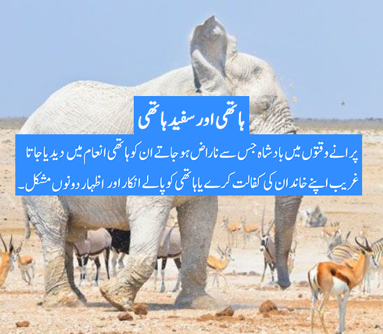ہاتھی اور سفید ہاتھی