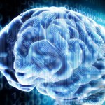 Human Brain