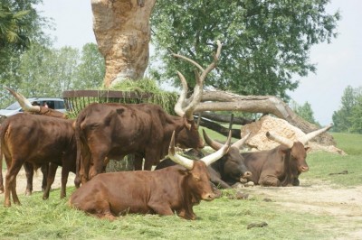 Safari Park  Animals