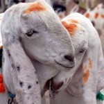 Eid al-Adha Sacrifice