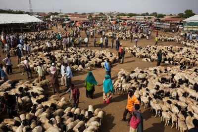 Goat Market