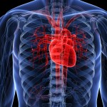 Human Heart