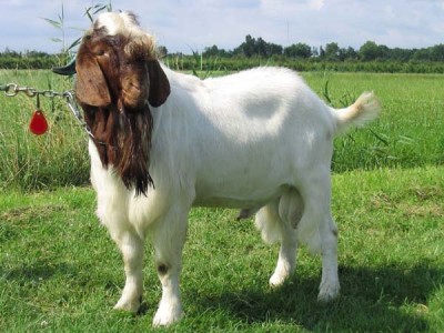 Male Goat