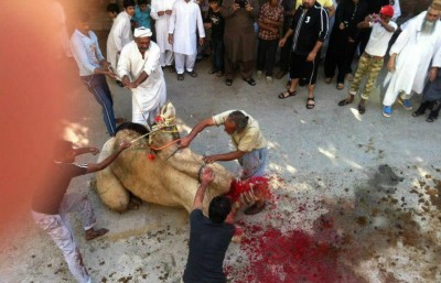 Sacrifice Eid ul Adha