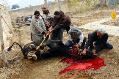 Sacrifice Eid ul Adha