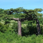 Adansonia