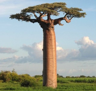 Adansonia