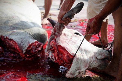 Cow Slaughter on Eid