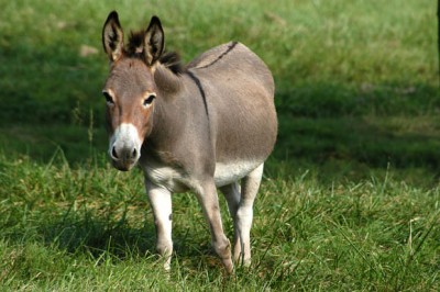 Donkey