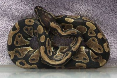 The dying dragon were the cold in London