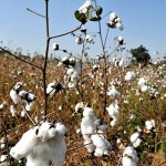 Cotton