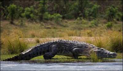 Florida shirk jump in the lake, the crocodile became