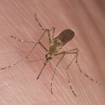Mosquitoe