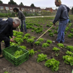 Produce Food