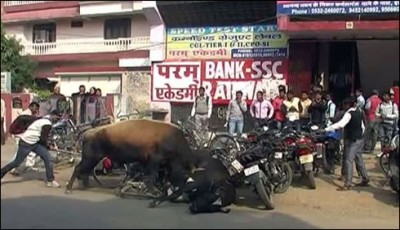 Fighting bulls in the Indian city of Allahabad,