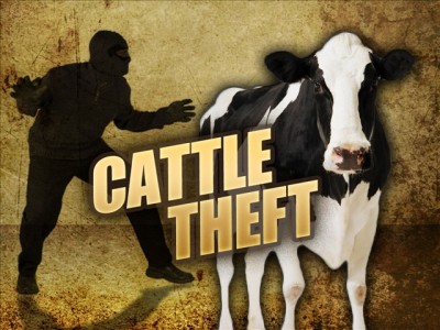 Rehmania station in the area cases of cattle theft