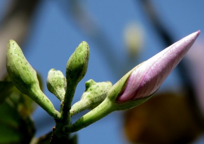 It was not our destiny star