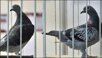 Lahore: arrest 40 pigeons