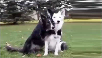 Pet dogs were eager to pose pictures