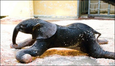 Baby elephant born