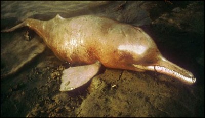 Thatta in water dudulfn