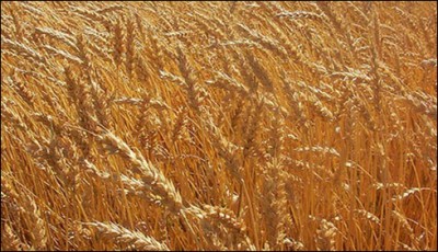 on billions open to corruption, summon