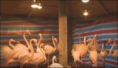 Measures to protect the animals