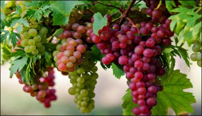 Anguruzn may be helpful