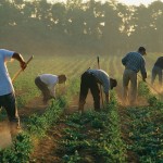 Immigrants Forced Labor