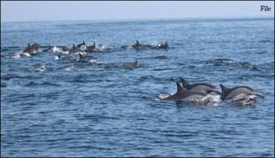 Karachi: 2 dozen dolphins 