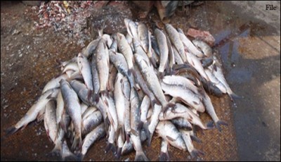 Live fish are sold live 