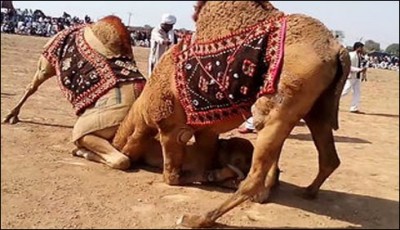  camel wrestling, the winner