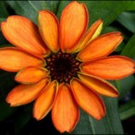Space Flower
