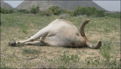 cattle were deadly virus