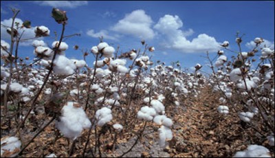 cotton in the country