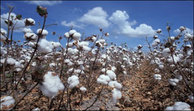  cotton in the country