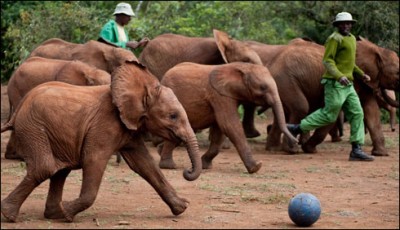 Kenya football Asian elephant