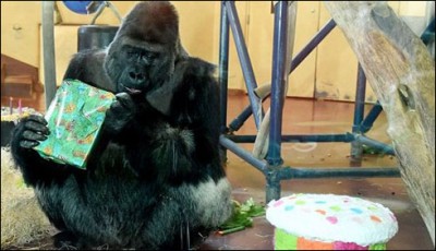 American Zoo Gorilla