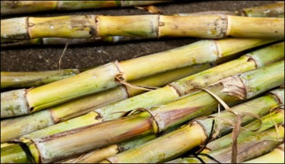 Pakistan world sugarcane