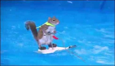 Water-skiing squirrel